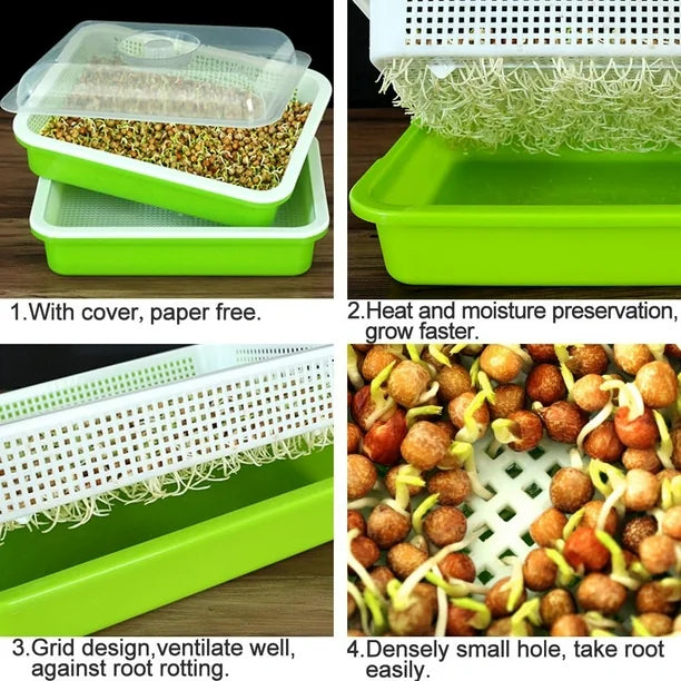 1 Tray + 1/2 lb. of Wheat Berry Sprouting Seeds